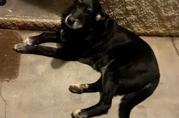 Chien trouvé à Noé, contactez-moi - photo