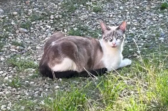 Animaux perdus Castelnau-d'Estrétefonds, photo: Chatte Mia disparue à Castelnau-d'Estrétefonds