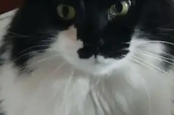 Chat perdu, Parthenay, photo: Chat perdu : Mario, 8kg, noir/blanc, câlin