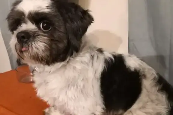 Lost Shih Tzu: Black & White, Smyrna