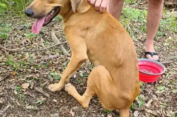 Jeune chienne créole trouvée à Petit-Bourg - photo