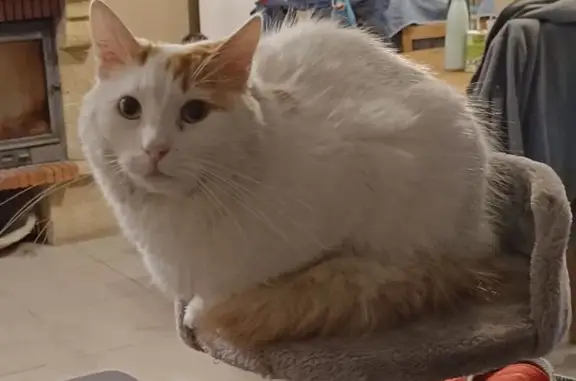 Animaux perdus , photo: Chat blanc et roux disparu à Marcilly-en-Gault