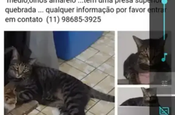 Gato Malhado Desaparecido em São Paulo