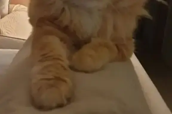 Chat perdu, Rouillac, photo: Chat mâle roux disparu à Rouillac