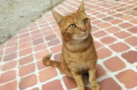 Chat roux Puma disparu à Romorantin - photo