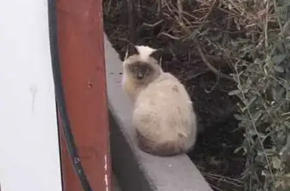 Se Busca Dueño: Gatito Siamés en Elche