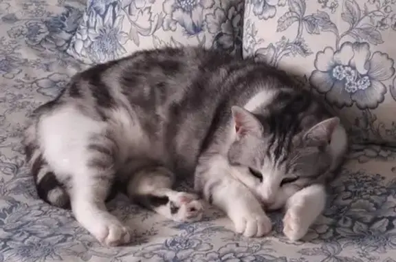 Chat perdu à Albert, Chemin de Warloy - photo