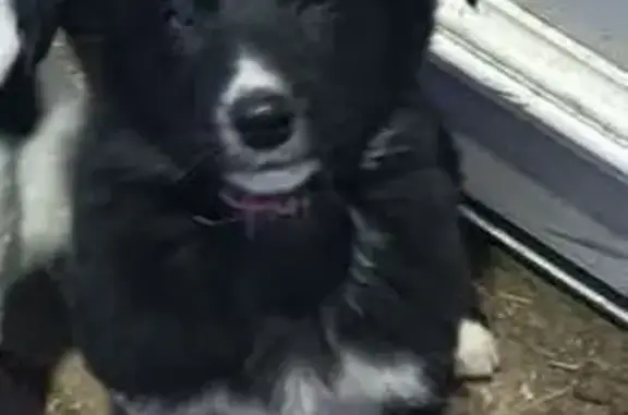 Animaux perdus , photo: Chien perdu: Border Collie, femelle, Charcier