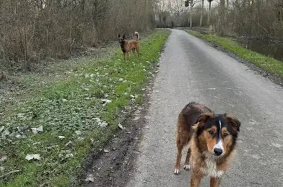 Chien trouvé , photo: Chiens errants à Orée-d'Anjou