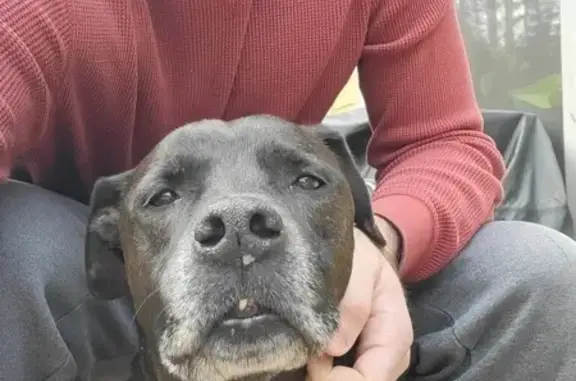 Found: Unique Lab with Funny Teeth in Duluth