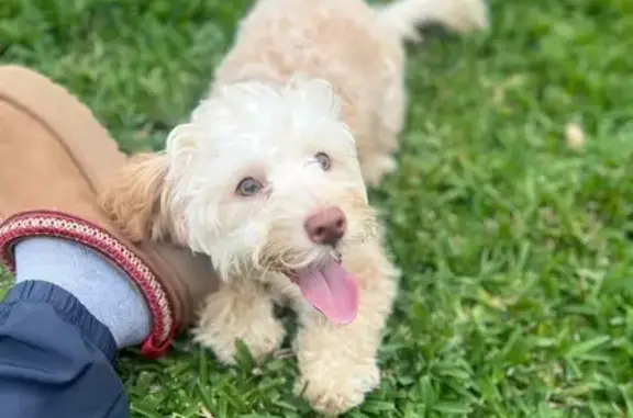 Lost Maltipoo: Light Brown, 12 lbs, Houston