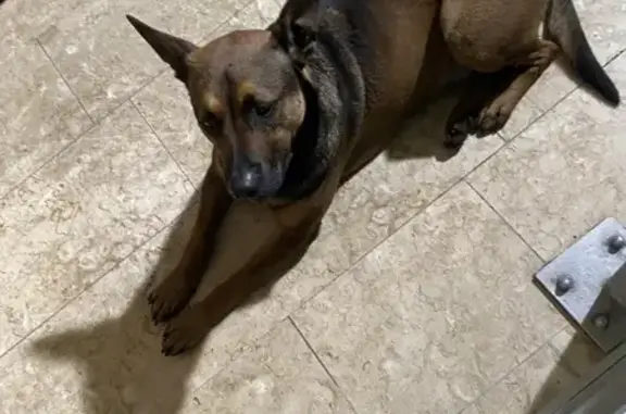 Chien trouvé en gare d'Aix TGV - photo