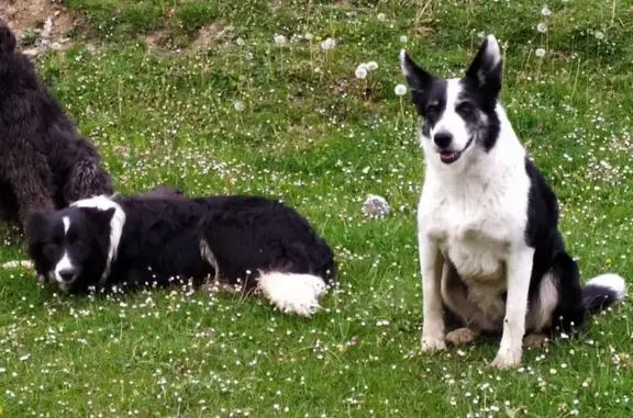 Gaïa et Tiaki, Border Collies Disparues - photo