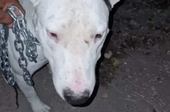 Urgente: Bull Terrier Perdido em Perigo