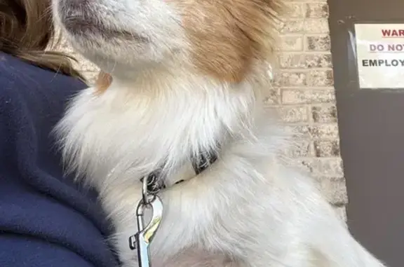 Found Male Dog: White & Tan in...