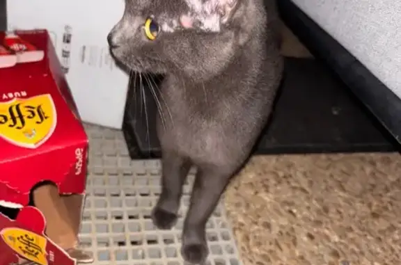 Chat gris trouvé, maigre, blessé, Cormelles - photo