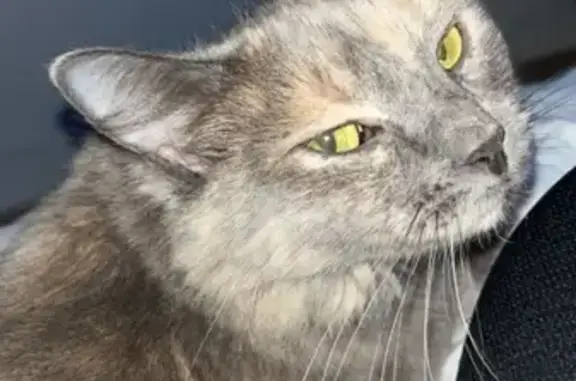 Missing Grey Cat: 30th St SW, Lehigh Acres