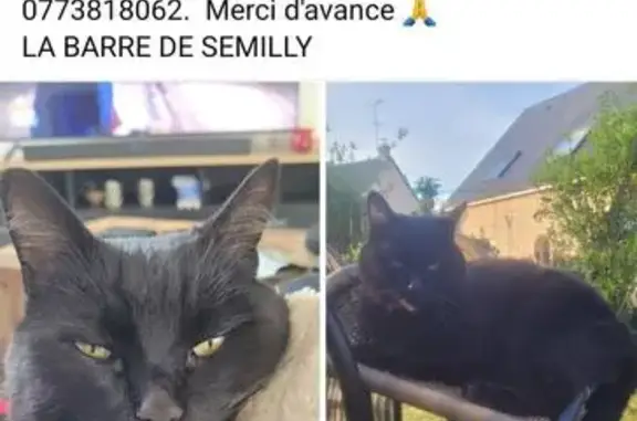 Chat noir 8 ans perdu à La Barre-de-Semilly - photo