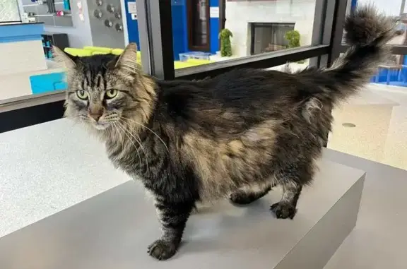 Lost: 4-Year-Old Maine Coon Tabby Mix