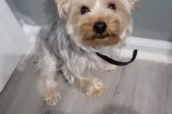 Lost Yorkshire Terrier in Atlanta Area