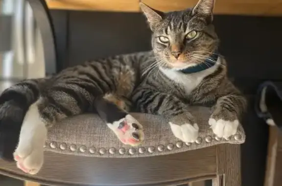 Missing: Gray Cat Rocky on Taviswood Way