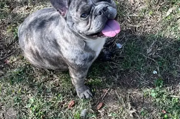 Lost Frenchie: Brindle Merle in Ocala