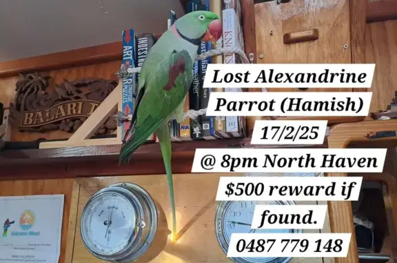 Lost Alexandrine Parrot in Port Adelaide