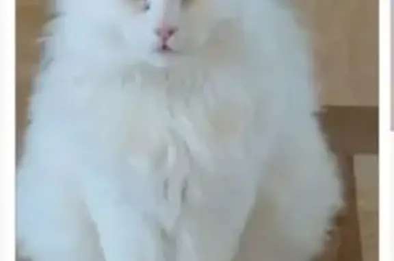 Chat perdu, , photo: Chat perdu à Nainville-les-Roches