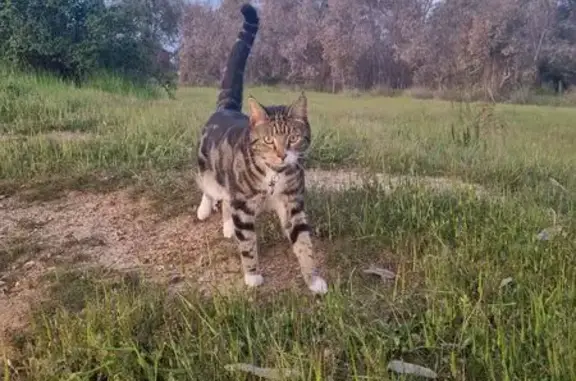 Help Find Jinx: Missing Tabby in Bendigo