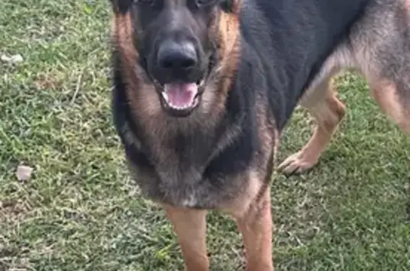 Lost German Shepherd: Black &...