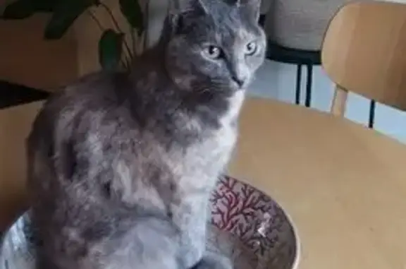 Animaux perdus Marseille Bompard, photo: Griotte, chat sociable perdu à Marseille