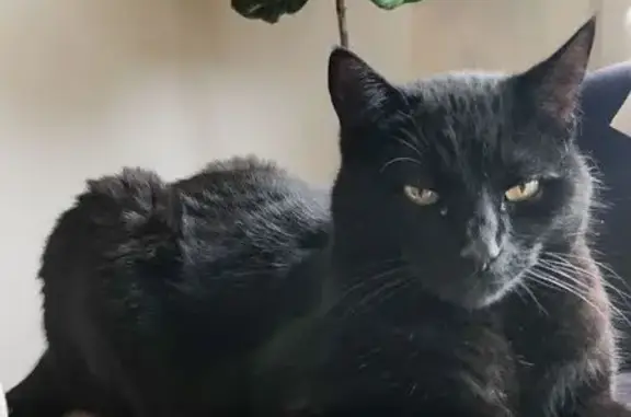 Chat perdu, Niort, photo: Chat noir perdu à Niort, secteur Pontreau