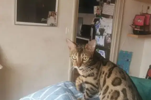 Animaux perdus Béthune, photo: Chat Bengal perdu à Béthune, secteur impôts