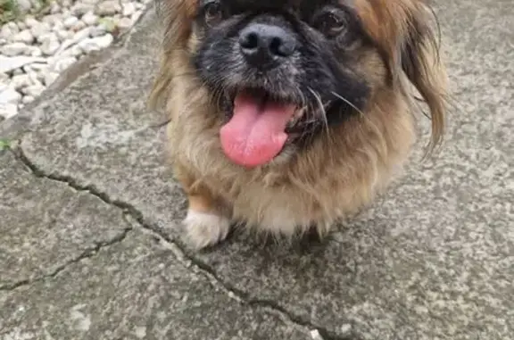 Chienne pékinoise marron trouvée Le Tampon - photo