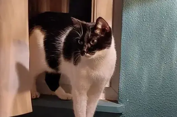 Chat perdu : blanc/noir, Rue du Ciel, Duntzenheim - photo