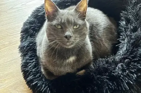 Chat perdu, Domancy, photo: Chat gris typé Chartreux perdu à Domancy