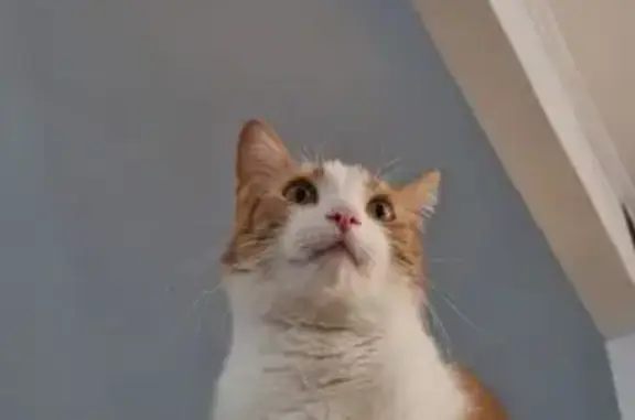 Animaux perdus Valenciennes, photo: Chat roux-blanc perdu, contactez 0616868320