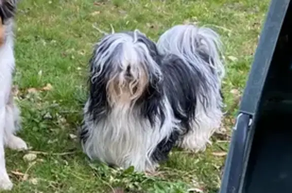 Chien perdu , photo : Shih tzu bicolore perdu à Jarnages