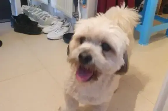 Petit chien blanc et gris trouvé à Rozay - photo