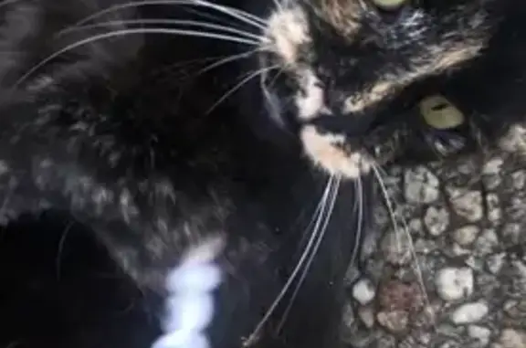 Chat écaille de tortue perdu à Mondelange - photo