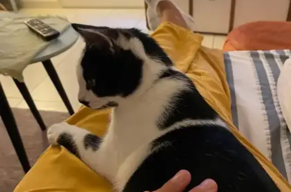 Animaux perdus Louvigny, photo: Chat noir et blanc perdu à Louvigny
