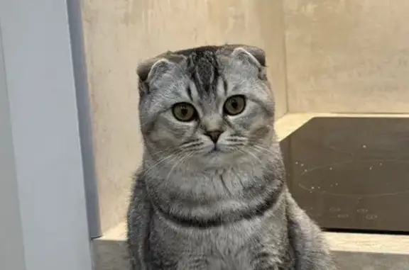 Animaux perdus Alfortville, photo: Jeune chatte perdue à Alfortville