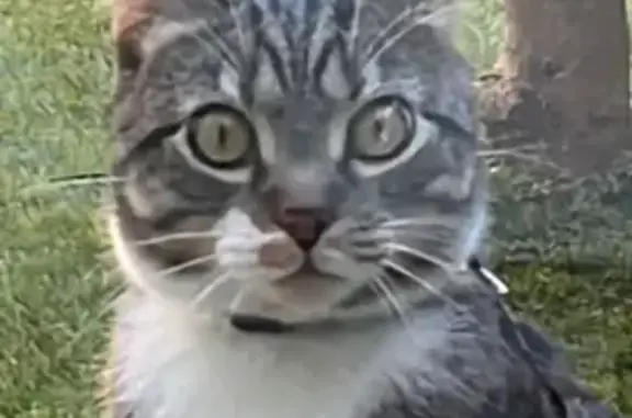 Chat Européen gris-blanc-roux perdu à Roquebrune - photo