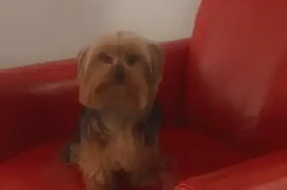 Lost Yorkie in Miami Gardens:...