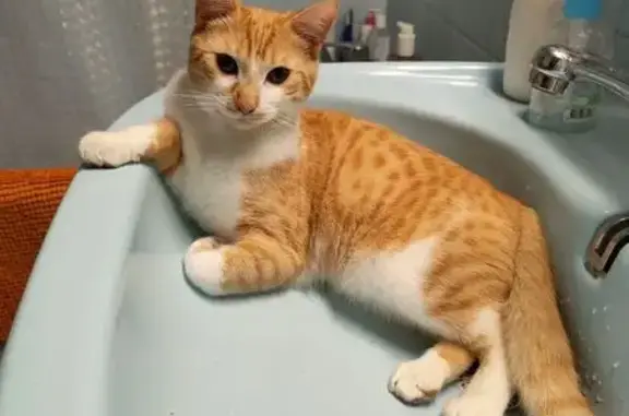 Chat perdu, Joué-lès-Tours, photo: Chat tigré roux perdu à Joué-lès-Tours