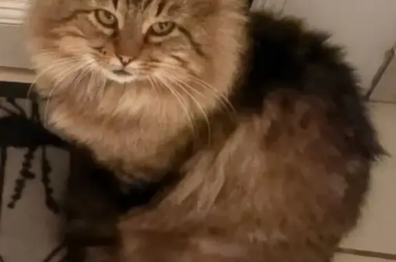 Chat perdu, Plouzané, photo: Chat tigré 6 ans perdu à Plouzané