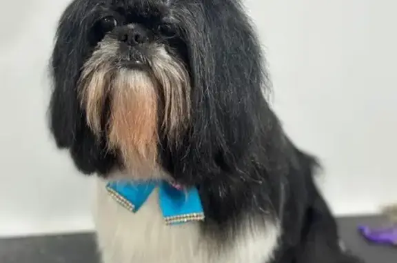 Lost Shih-Tzu: Blue Bow, Levick St, Philly