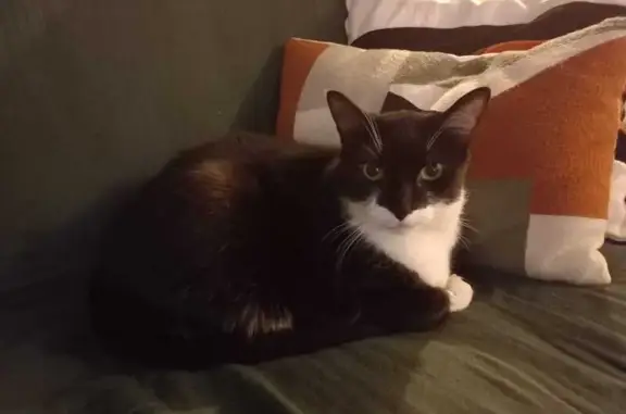Chat perdu, noir/blanc, 8kg, St-Estève - photo