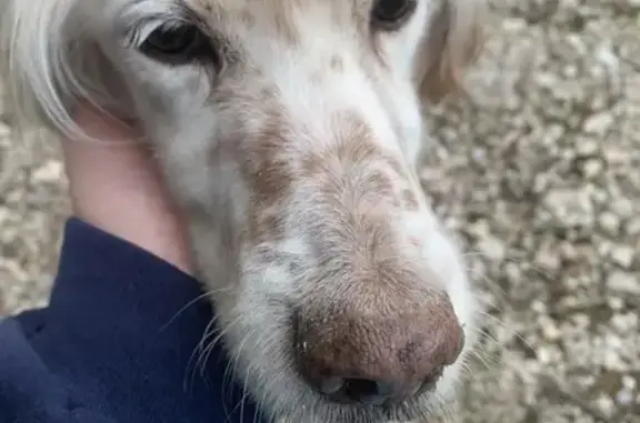 Animaux trouvés , photo: Chienne maigre trouvée Rue des Fontaines