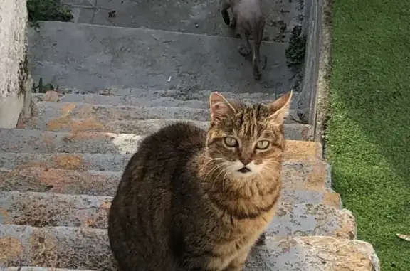 Animaux perdus Nice, photo: Chatte fauve 13 ans perdue à Nice